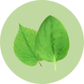 Ингредиенты подорожник и береза